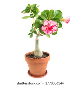 rosafarbene Blume Adenium Obesum-Pflanze mit grünen Blättern im Topf einzeln auf weißem Hintergrund