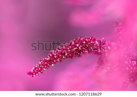 Blüte mit Tröpfchen Leben