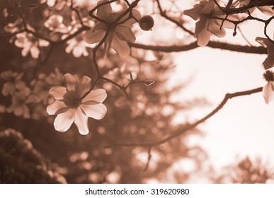 Pink Flower Background Sepia Toned