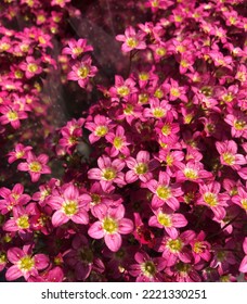 pink flower background  small flowers - Shutterstock ID 2221330251