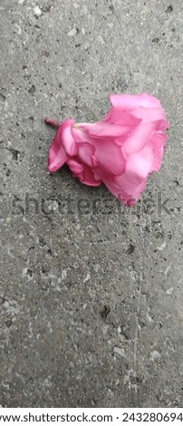 Similar – Foto Bild trauriger abend Blume Rose