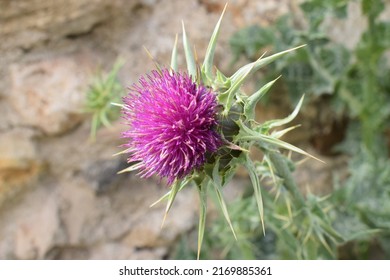 Pink Flower Of Blessed Milkthistle (Silybum Marianum)