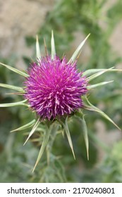 Pink Flower Of Blessed Milkthistle (Silybum Marianum)