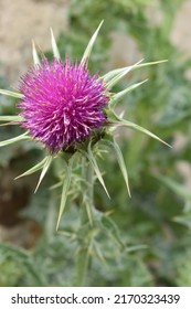 Pink Flower Of Blessed Milkthistle (Silybum Marianum)