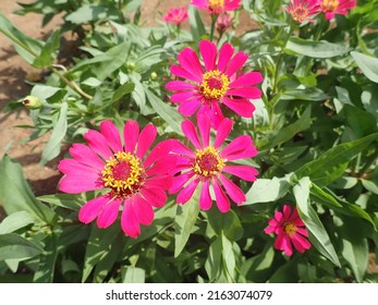 Pink Flower Bloom in the garden. Its Zinnia elegans (Zinnia violacea) known as youth-and-age, common zinnia or elegant zinnia, is an annual flowering plant in the daisy family Asteraceae.