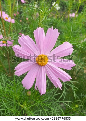 A pink flower is blooming and spreading a peak beauty of the nature.