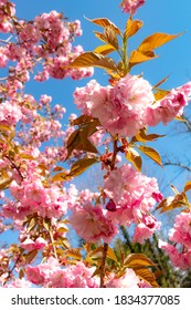 PINK FLOWER BLOSSOM, CHERRY, JAPANESE