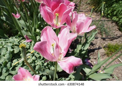 Pink Flower in a Botanical Garden