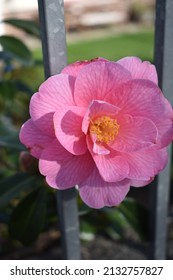 Pink Flower Breaking Through The Bars Of A Fence