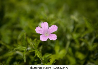 Pink Flower Breaking Through A Bed Of Green Foliage