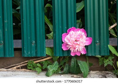 Pink Flower Breaking Through A Fence