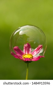 Pink flower in a bubble