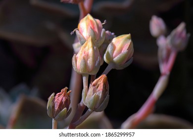 PINK FLOWER BUDS OF ECHEVERIA SUCCULENT PLANT - Powered by Shutterstock