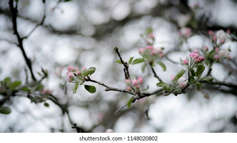 Pink Flower Buds Start To Bloom On The Branch Of An Apple Blossom Tree In The Springtime At Lafayette Park In Detroit Michigan. Surrounded By A Background Of Blurred Branches And Empty Space.