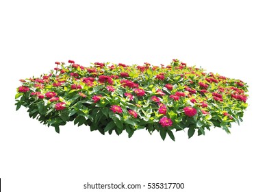 Pink Flower Bush Tree Isolated White Background