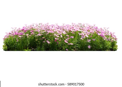 Pink Flower Bush Tree Isolated Tropical Plant  With Clipping Path