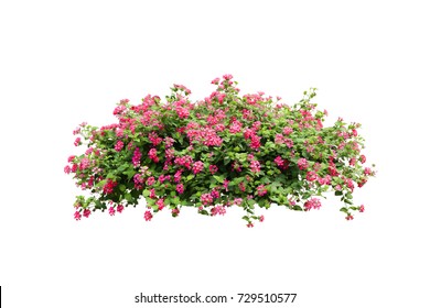 Pink Flower Bush Tree Isolated Tropical Plant  With Clipping Path