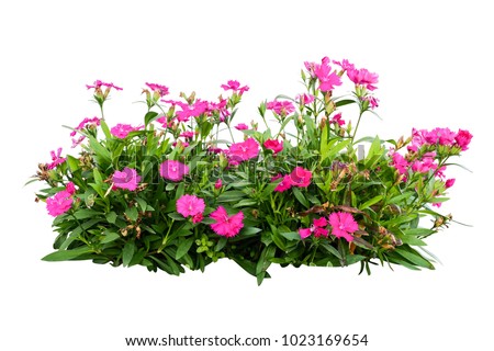 pink flower  bush tree isolated tropical plant  with clipping paths