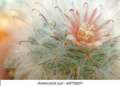 Pink flower of cactus (Mammillaria bocasana) surrounded by hair-like spines.