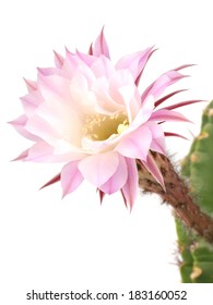 Pink Flower Of The Cactus On A White Background    