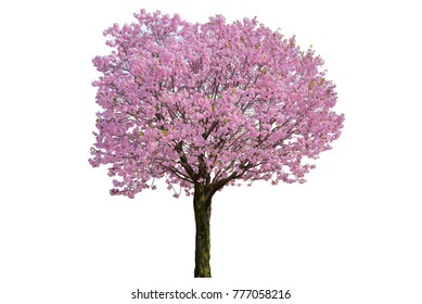 Pink Flower, Cherry Blossoms Tree Isolated On White Background.