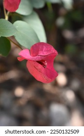 Vista cierre flor rosa