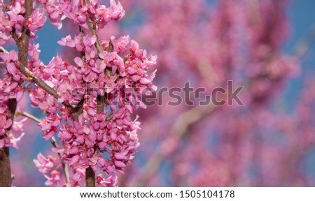 Pink flower clusters of an Eastern Redbud tree in early spring, with copy space on right
