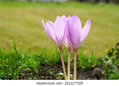 Pink Flower Colchicum Colchicaceae In Garden.