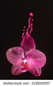 pink flower covered with paint. orchid flower in drops of pink paint. flower and paint splash. closeup of an orchid in drops of paint