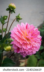 Pink Flower In Downtown Anchorage In The Summer