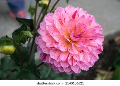 Pink Flower In Downtown Anchorage In The Summer