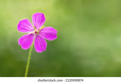 Pink Flower With Five Petals On Green Background. Place For Your Affirmation Quote Or Congratulations. Card