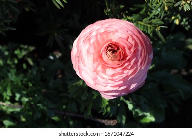 sanita flower rose