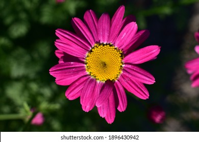 Pink flower in the garden - Shutterstock ID 1896430942