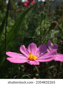 Pink flower in a garden - Shutterstock ID 2354832265