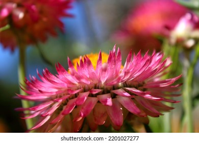 Pink Flower In A Garden, Australia