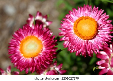 Pink Flower In A Garden, Australia