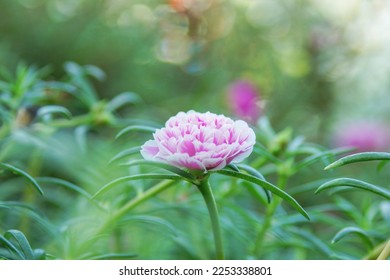 Pink flower at the garden, Pink flowers. - Shutterstock ID 2253338801