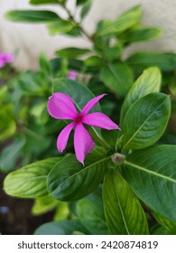 Pink flower with green leaf #pinkflower #flower #nature #flowers