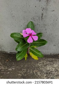 Pink Flower Growing On Crack Street, Hope Concept