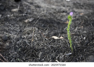 A Pink Flower Grows On The Ground After A Fire. New Life From The Burned Field.