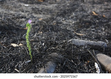 A Pink Flower Grows On The Ground After A Fire. New Life From The Burned Field.