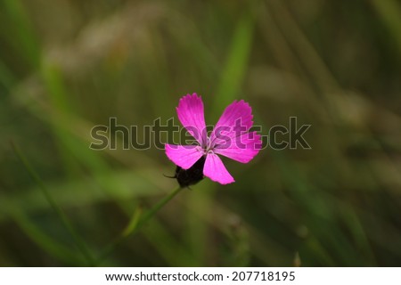 Similar – Im Busch Blume Blüte Natur