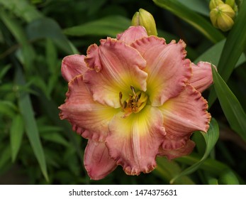 Pink Flower. Hemerocallis Chance Encounter. Daylilies Blossom In The Summer.