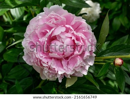 Pink flower of Herbaceous peony Sarah Bernhardt
