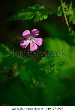 Similar – Im Busch Blume Blüte Natur