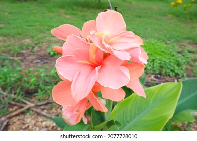 pink flower Indian shot,canna, cannaceae, canna lily, Sierra Leone arrowroot, on nature background