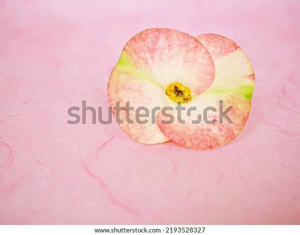 Pink flower isolated Crown of thorns dark pink\
Christ plant ,Euphoria Milii ,Christ thorn ,Euphorbia ,Giant Thai\
red ,Euphorbiaceae geroldii succulent plant flowering plant ,macro\
image for background