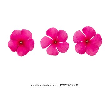 5 Petals Images, Stock Photos & Vectors | Shutterstock