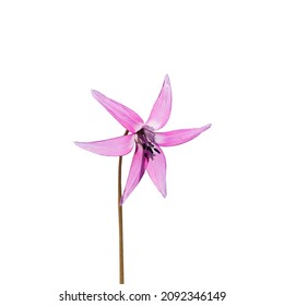 Pink Flower Isolated On White Background